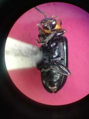 Scelolyperus torquatus