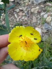 Scelolyperus torquatus