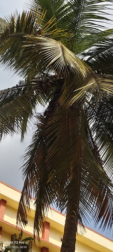coconut palm