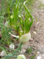 Allium