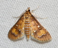 Niphograpta albiguttalis