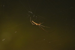 Tetragnathidae