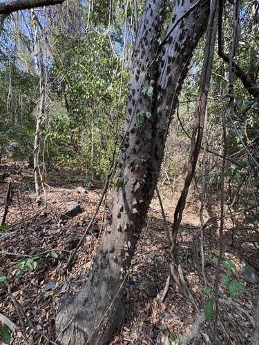 Pochote (Ceiba aesculifolia)