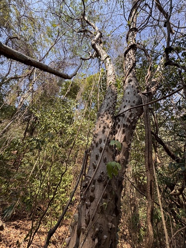 Pochote (Ceiba aesculifolia)