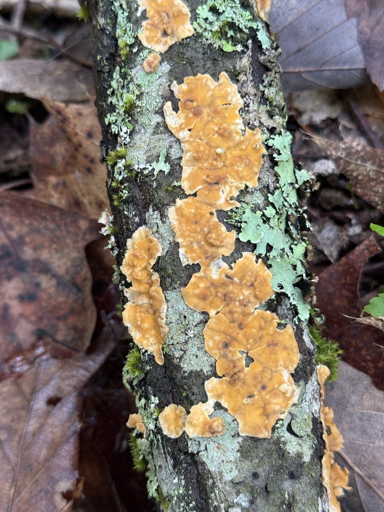 Stereum complicatum · April 2026 · photo: © hillcraddock (iNaturalist, cc-by)