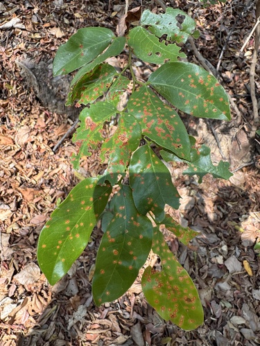 Stinkingtoe (Hymenaea courbaril)
