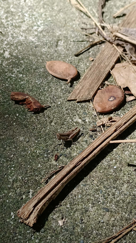 Short-winged Rice Grasshopper