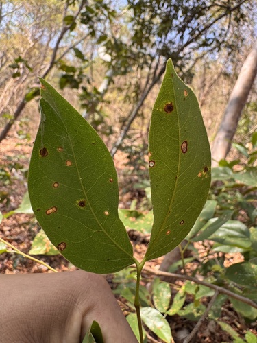 Guapinol (Hymenaea courbaril)