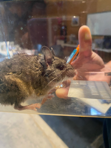 iNaturalist observation photo of California Mouse