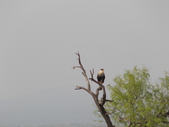 Caracara