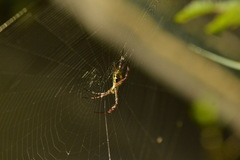 Argiope