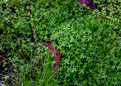 Crassula helmsii