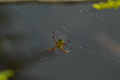 Argiope