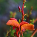 Puccinia magellanica - Photo 由 Chris Valdés 所上傳的 (c) Chris Valdés，保留部份權利CC BY-NC