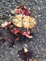 Kinosternon durangoense