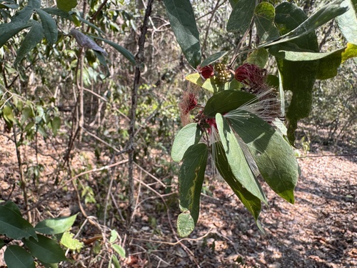 Calliandra tergemina