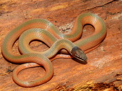Crowned Graceful Brown Snake photo 2