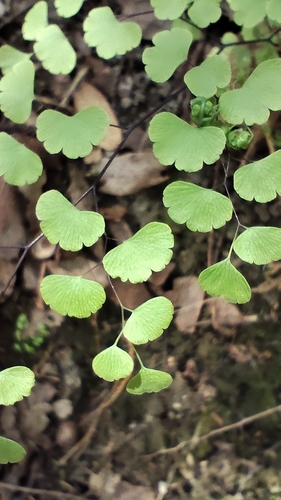 Adiantum poiretii, photograph 6