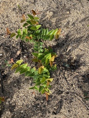 Platylobium parviflorum