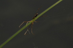 Tetragnathidae