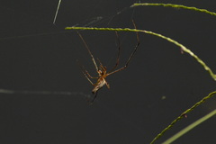Tetragnathidae