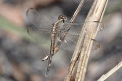 Erythrodiplax umbrata