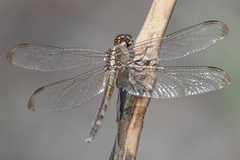 Erythrodiplax umbrata