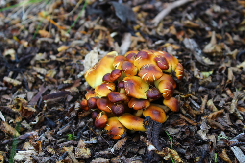 Hypholoma frowardii, foto de la comunidad