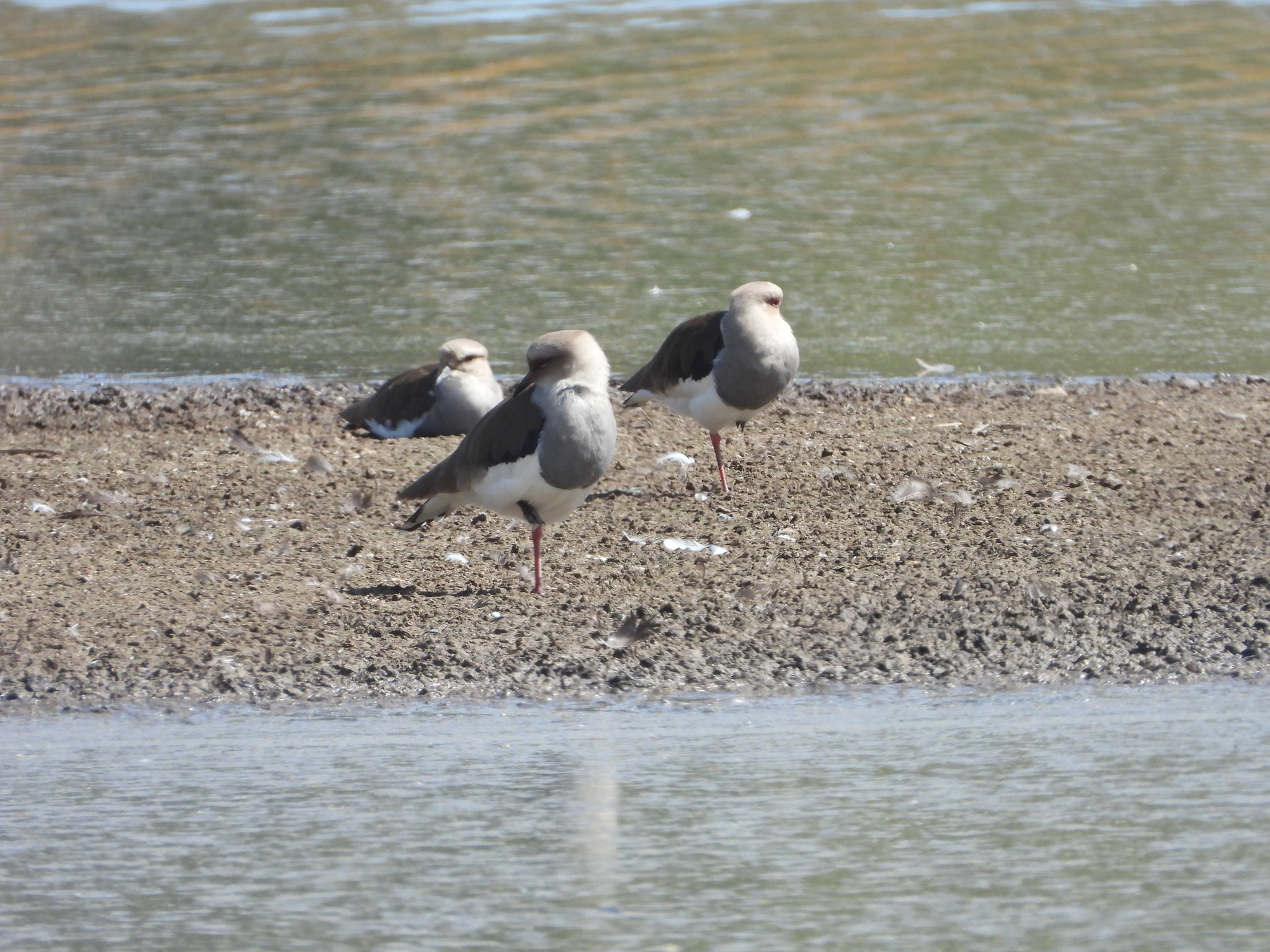 Andean Lapwing (Vanellus resplendens), photo 9