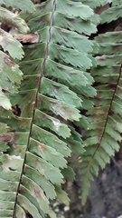 Asplenium monanthes, photograph (c) Hugo Juárez, some rights reserved (CC BY)