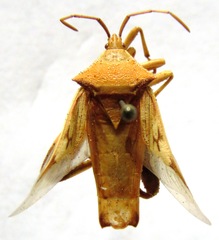 Lycambes varicolor