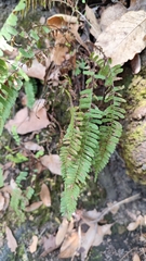 Asplenium monanthes, photograph (c) Hugo Juárez, some rights reserved (CC BY)