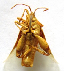 Lycambes varicolor
