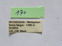 Lycambes varicolor