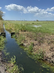 Erythrodiplax umbrata