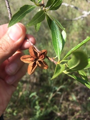 Kageneckia lanceolata