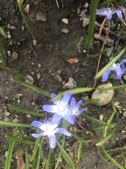 Scilla forbesii