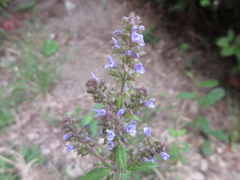 Salvia plebeia