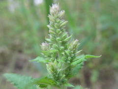 Salvia plebeia
