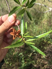 Kageneckia lanceolata