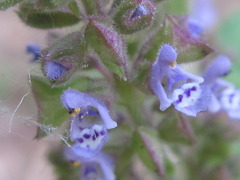 Salvia plebeia