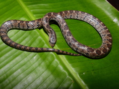 Pseudoficimia frontalis