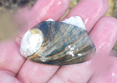 Haliotis cracherodii