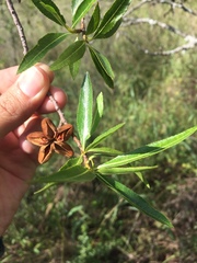 Kageneckia lanceolata