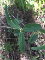 Bernardia multicaulis