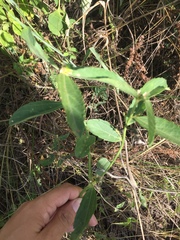 Bernardia multicaulis