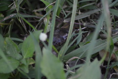 Parathelphusa convexa