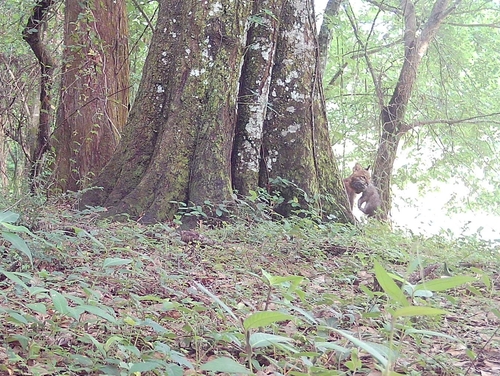 Bobcat photographed in Louisiana