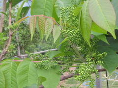 Toxicodendron vernicifluum