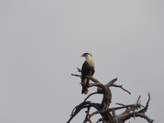 Caracara